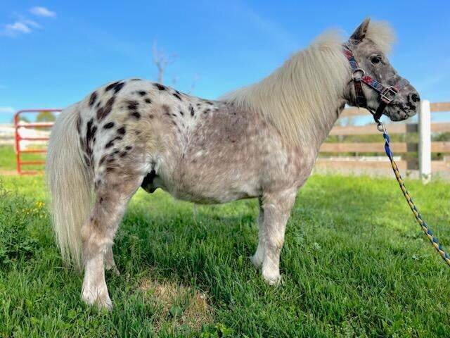 Image for Lebanon Valley Pony Sale