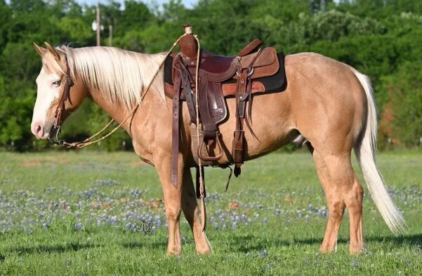 Image for Lebanon Valley Pony Sale