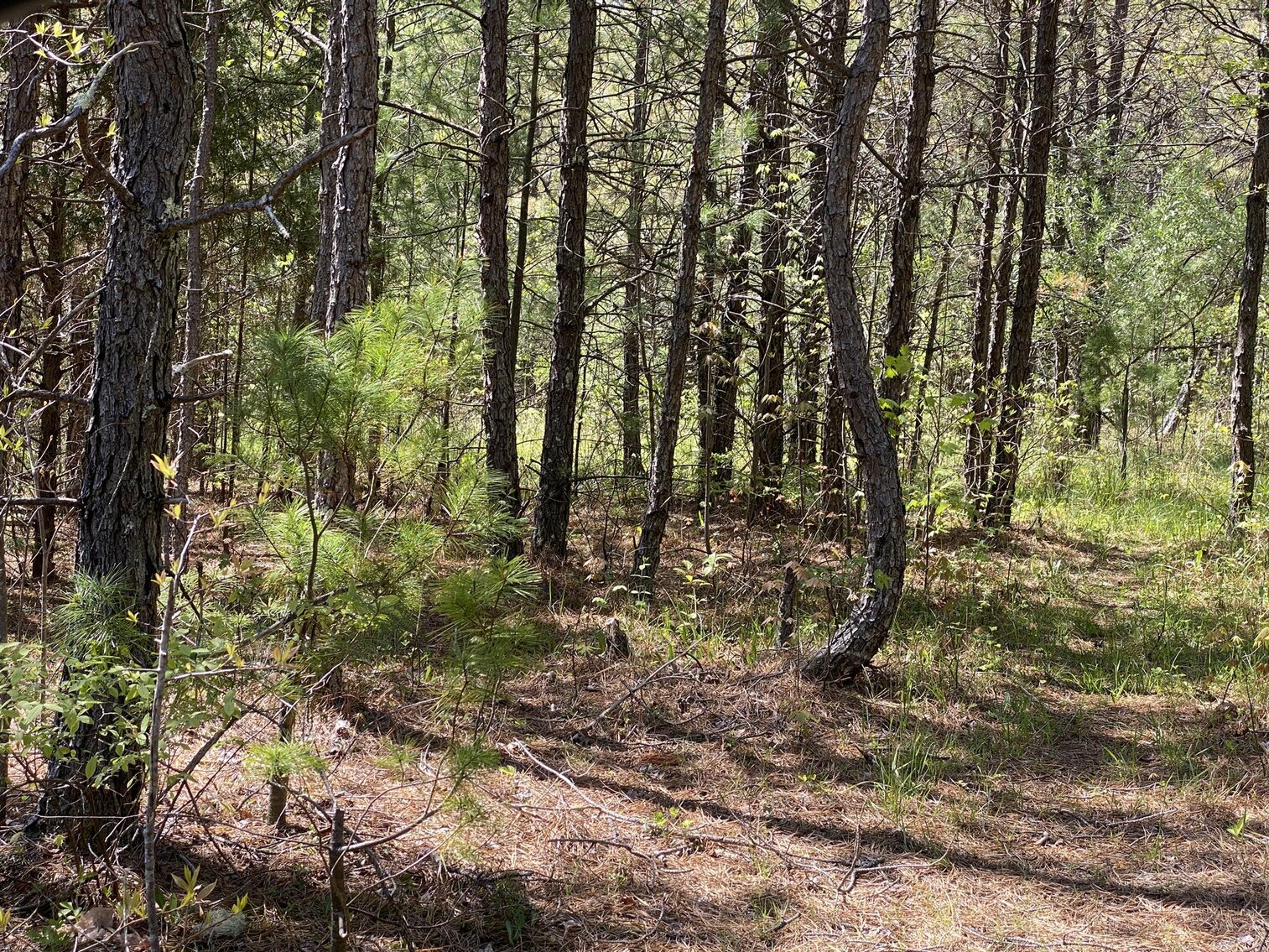 Image for SOLD $275,000 - 8 Acres of Prime Commercial Land