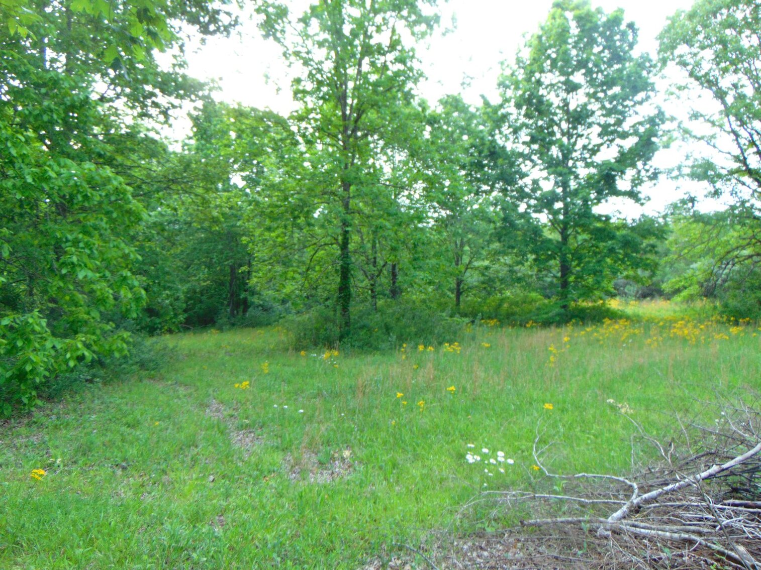 Image for Estate Auction 7 acres on Morris Road - Lewis County - House & 7.3 acres