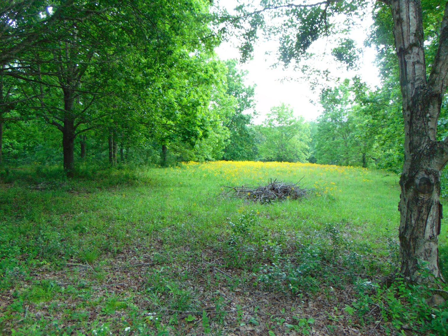 Image for Estate Auction 7 acres on Morris Road - Lewis County - House & 7.3 acres