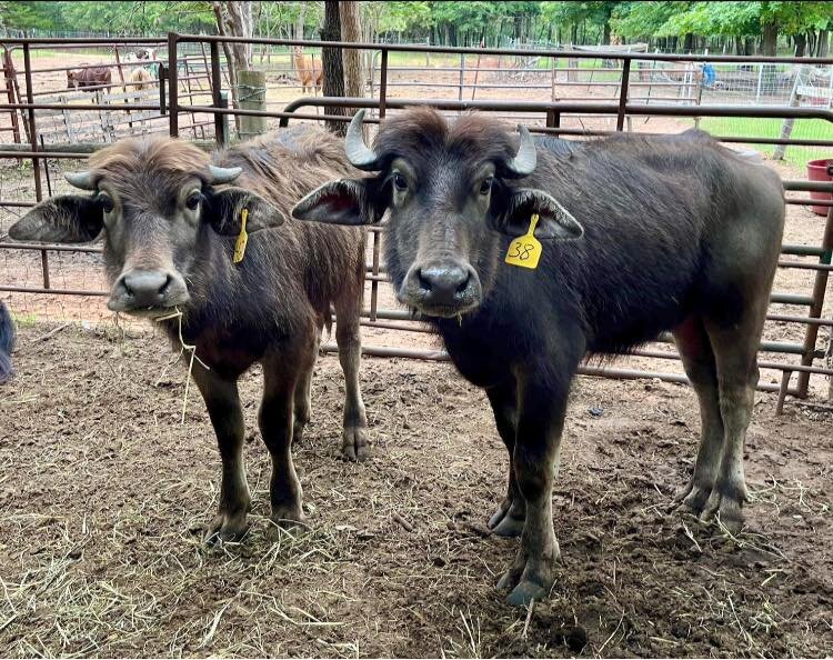 Image for Jones Livestock Auction THURSDAY, June 1st