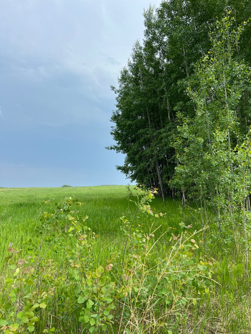 Image for BEAVERLODGE LAND SALE