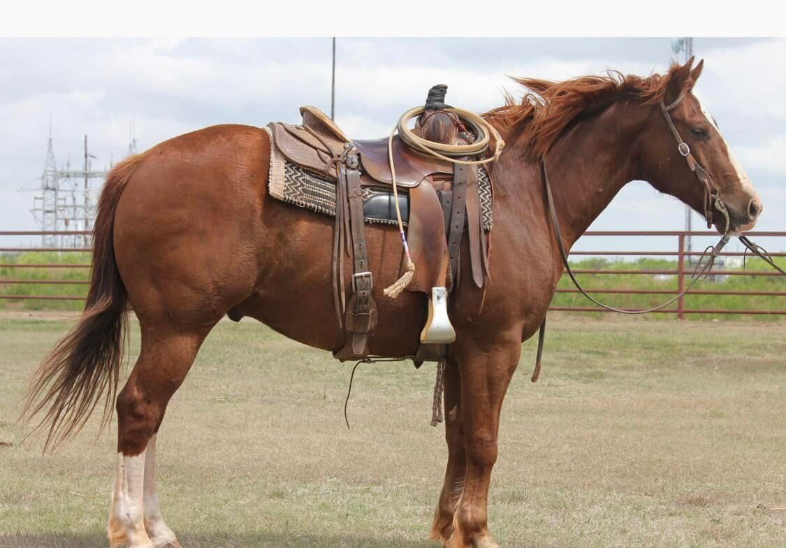 Image for Mize Horse Sale SATURDAY June 17th