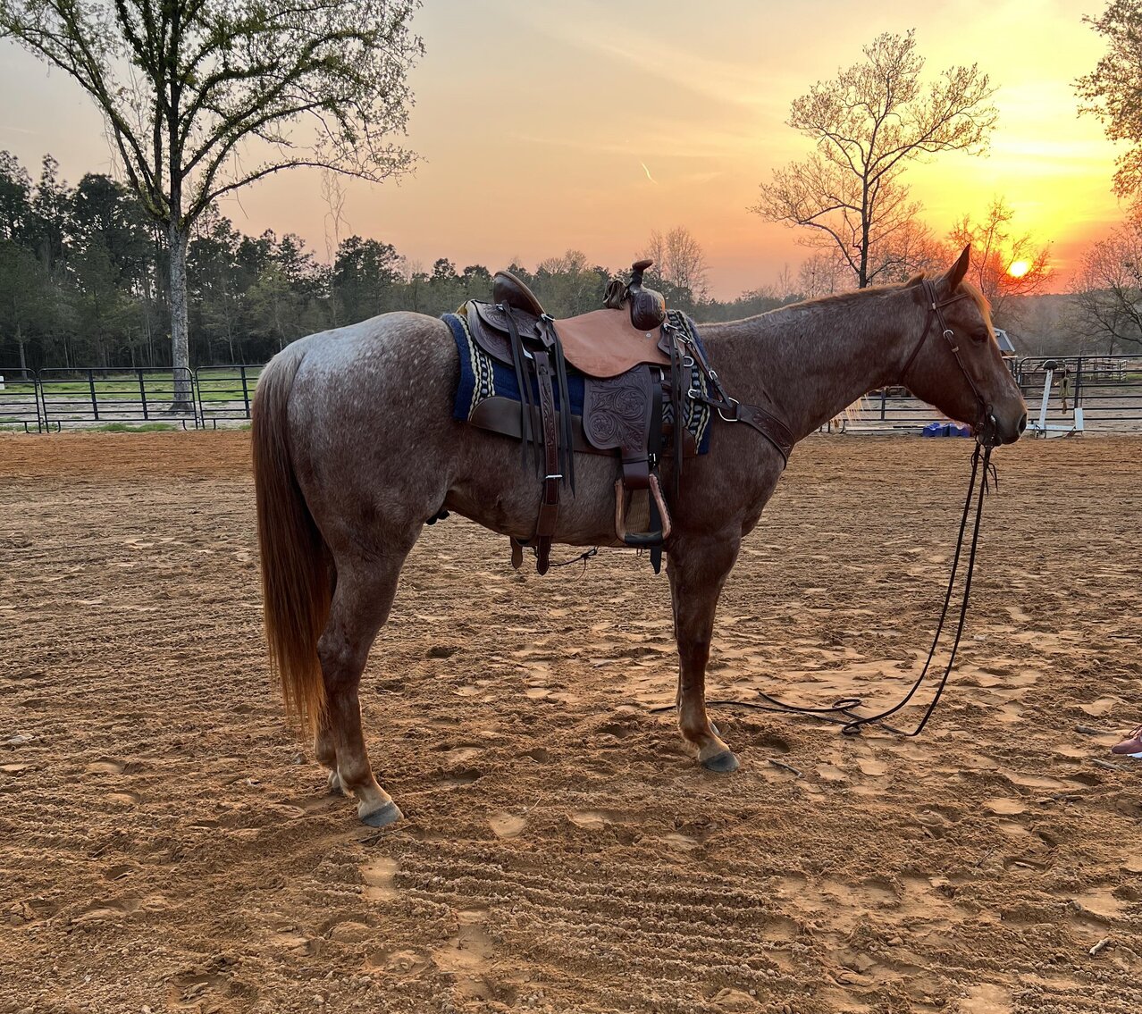 Image for Mize Horse Sale SATURDAY June 17th