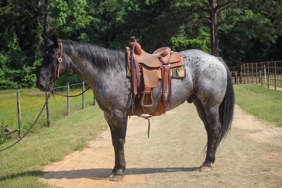 Image for Interstate Regional Stockyards Horse Sale - Cuba, Missouri July 19th