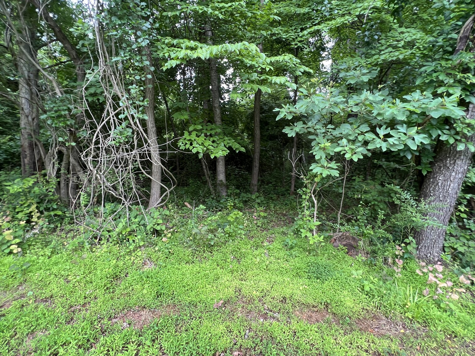 Image for 3.95 +/- Acres Featuring 8 Building Lots w/All Water & Sewer Tap Fees PAID in Fauquier County, VA--ONLINE BIDDING ONLY!!!