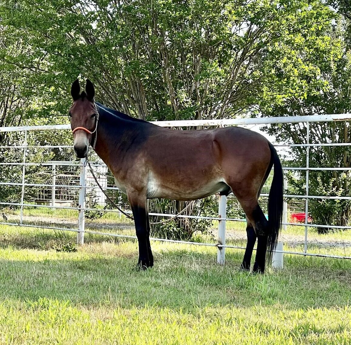 Mize Ms Mize Horse Sale SATURDAY July 15th - Mize, Mississippi