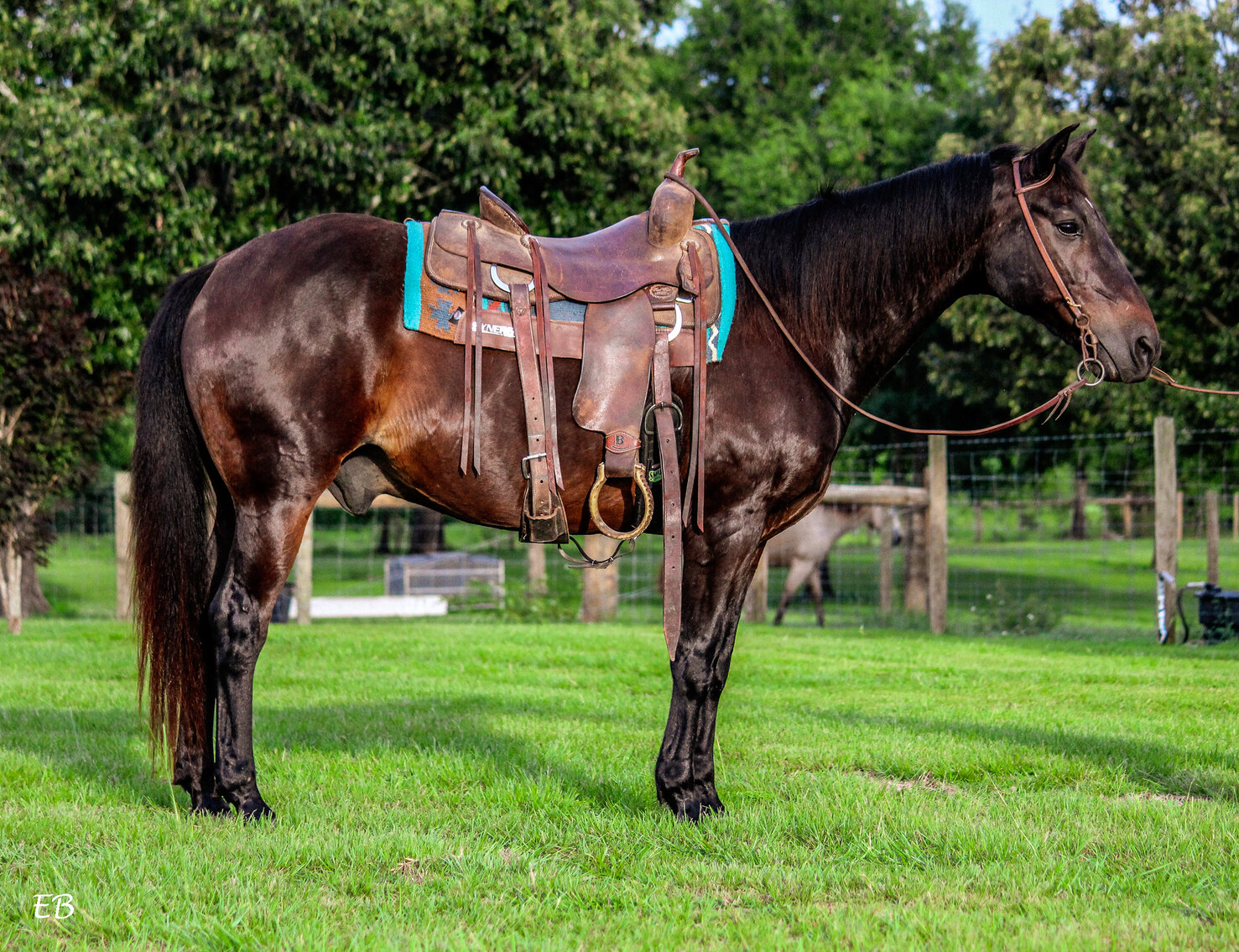 Mize Horse Sale SATURDAY July 15th Mize, Mississippi