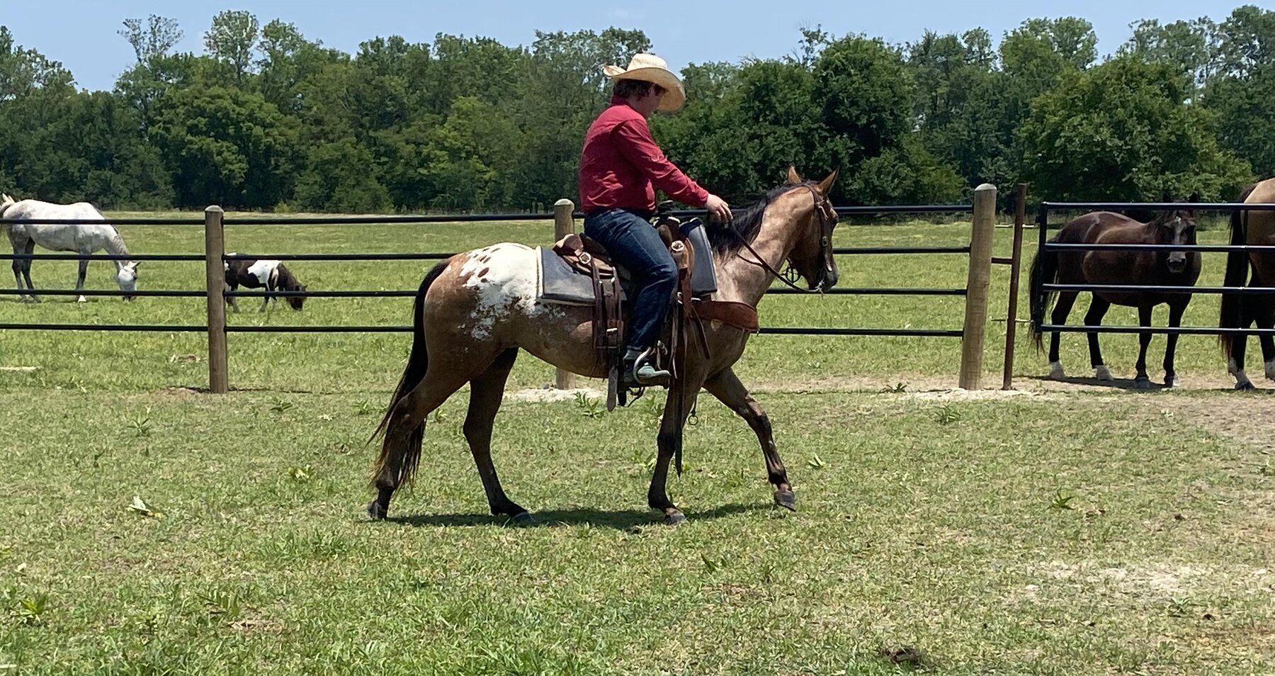 Mize Ms Mize Horse Sale SATURDAY July 15th - Mize, Mississippi