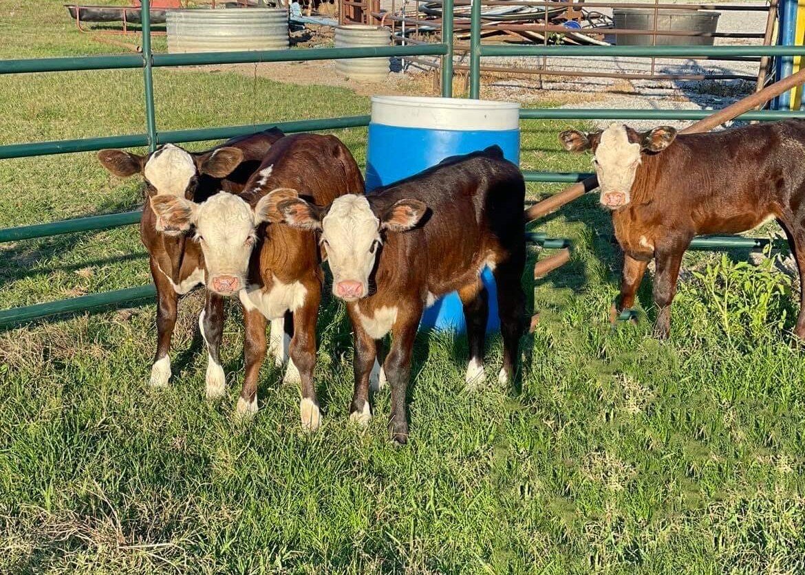 Image for Jones Livestock Auction THURSDAY, JULY 13th - Jones, Oklahoma