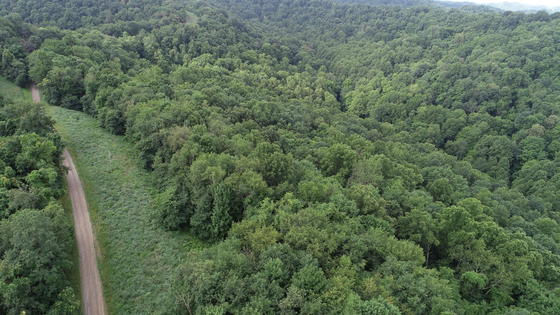 Image for SOLD $35,750 - 20.5 Wooded Acres Selling to the Highest Bidder