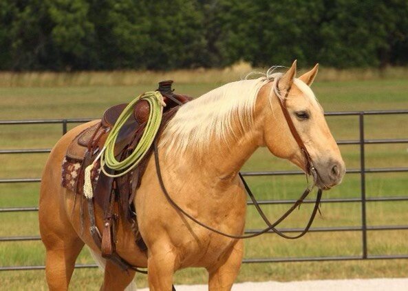 Image for Missouri Horse Auction Springfield, MO  FRIDAY, July 28th!