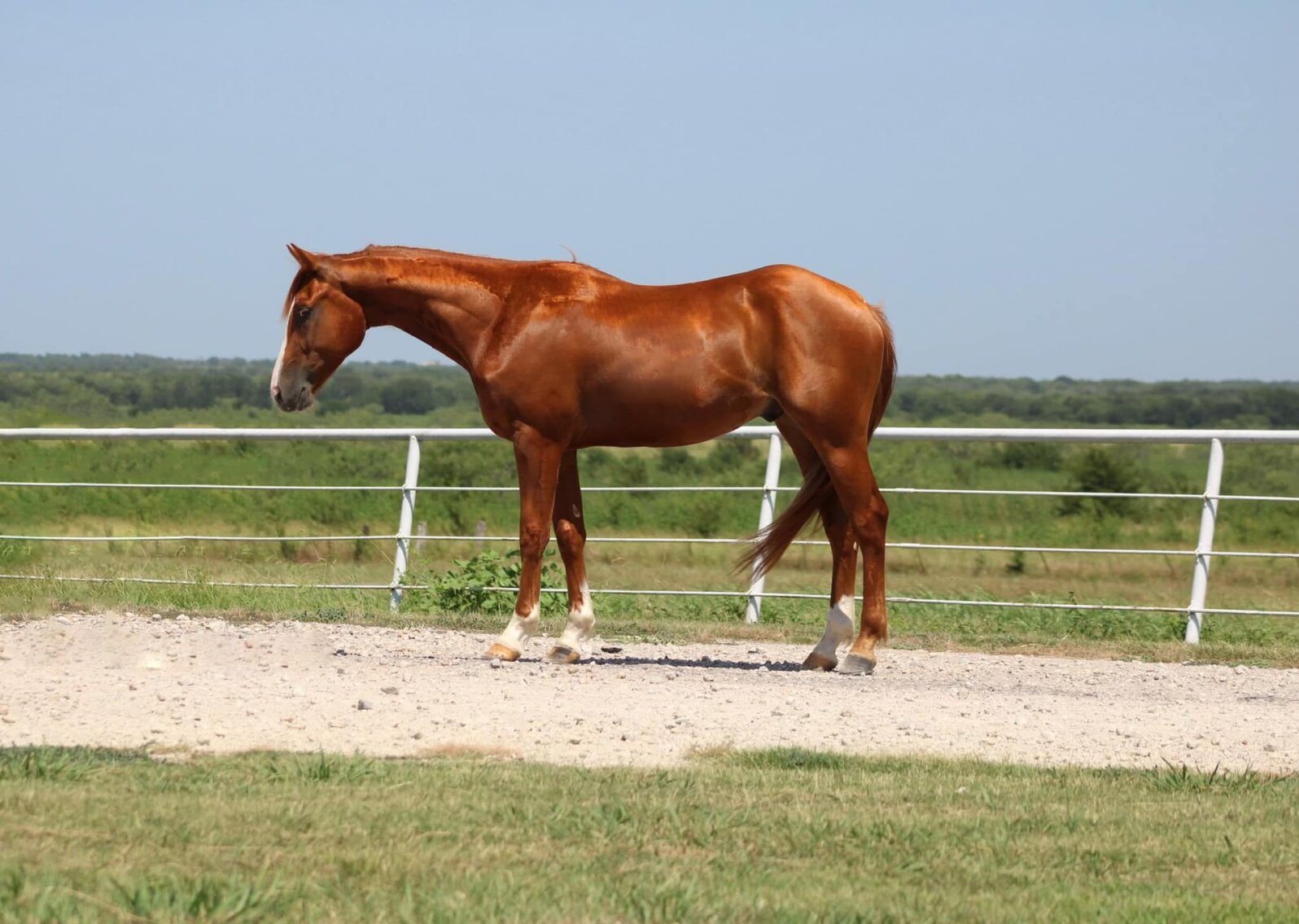 Storm Horse Auction SATURDAY, July 29th Humeston, Iowa