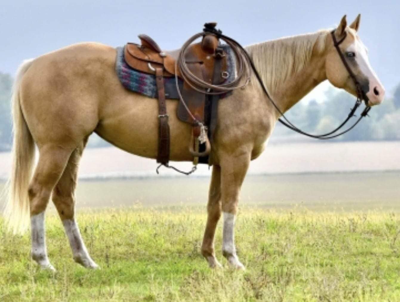 Image for Storm Horse Auction SATURDAY, July 29th - Humeston, Iowa