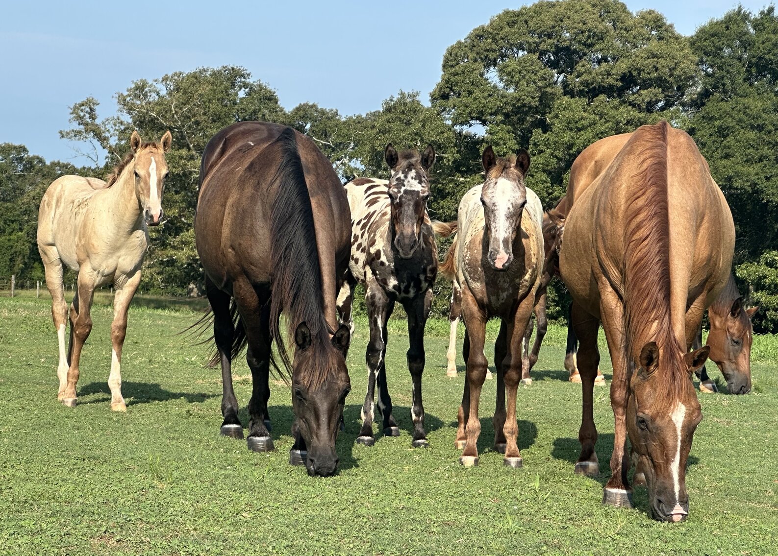 Image for Mize Horse Sale **Annual LM Production Sale - 