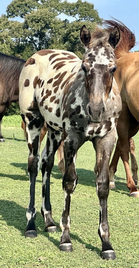 Image for Mize Horse Sale **Annual LM Production Sale - 