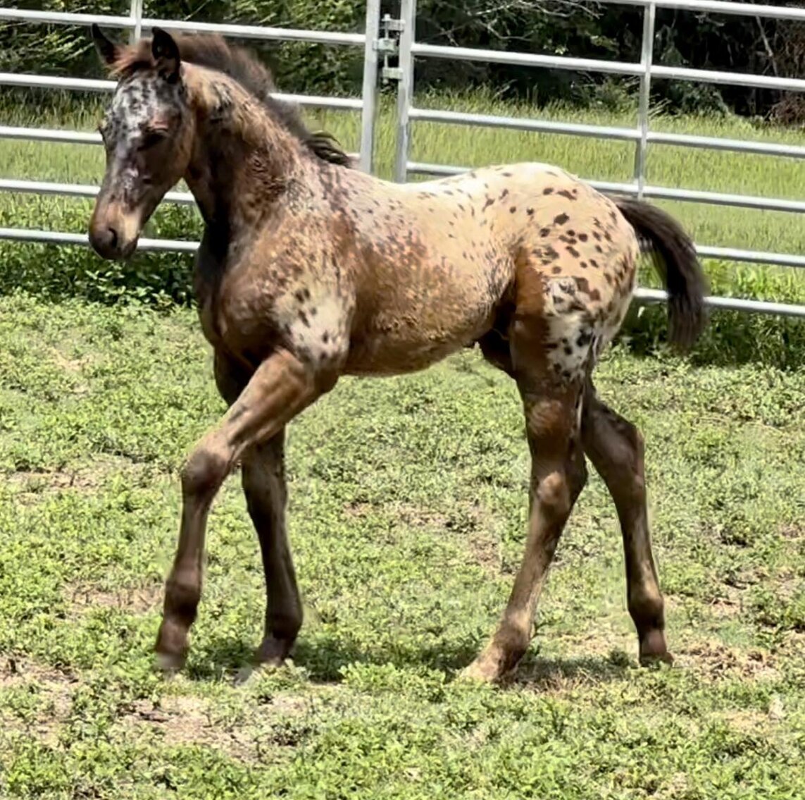 Image for Mize Horse Sale **Annual LM Production Sale - 