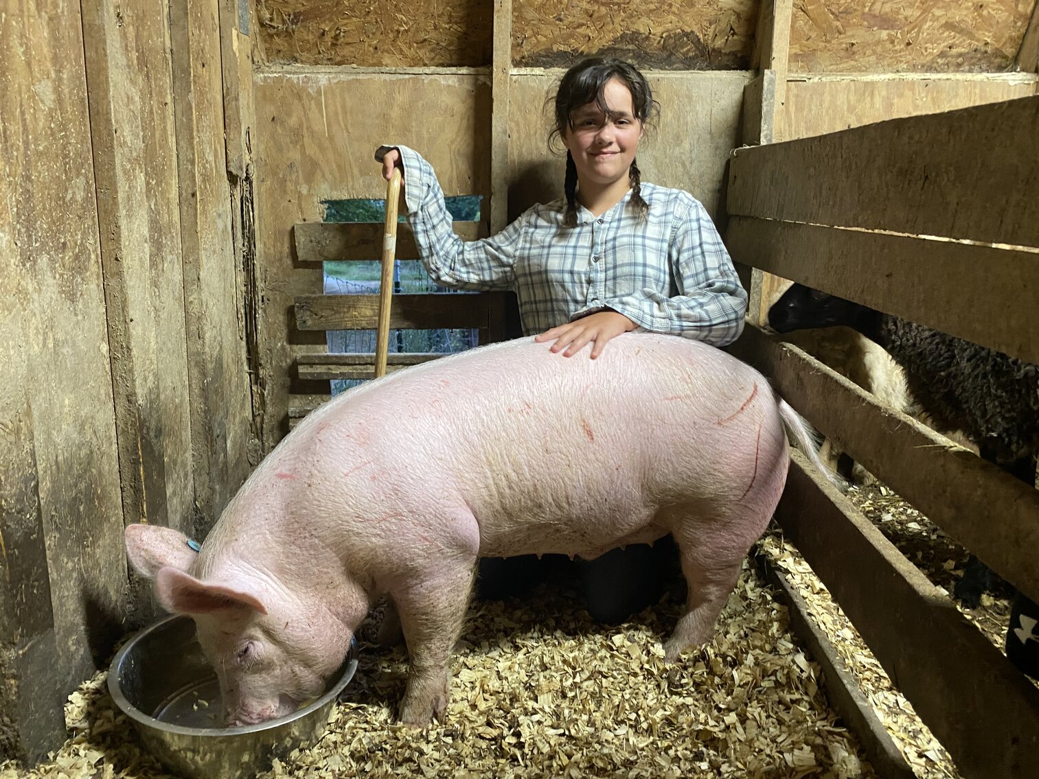 Image for Morgantown, WV - 9th Annual Monongalia County Fair 4-H & FFA Youth Livestock Auction