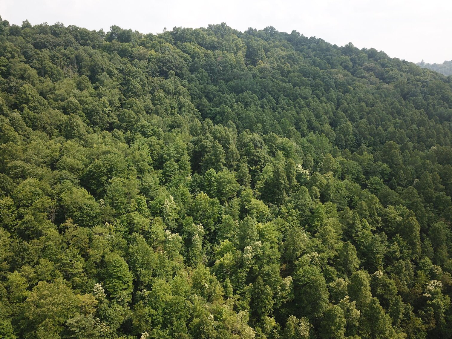 Image for SOLD $135,300 65 Acres of Prime Hunting Land with a Cabin