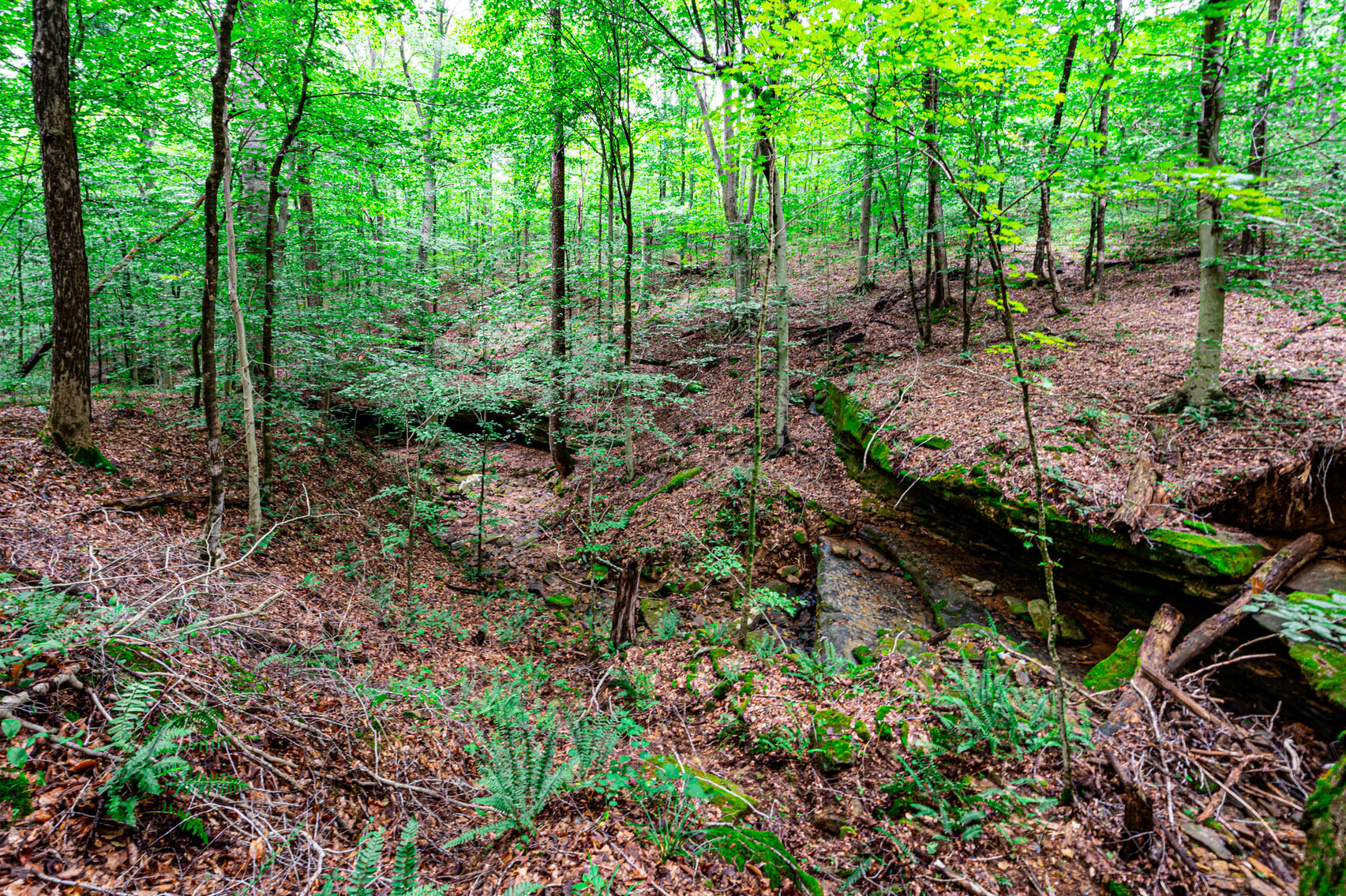 Image for 98.08 +/- Acres・Dunmor Deer Lick Road・Lewisburg・KY