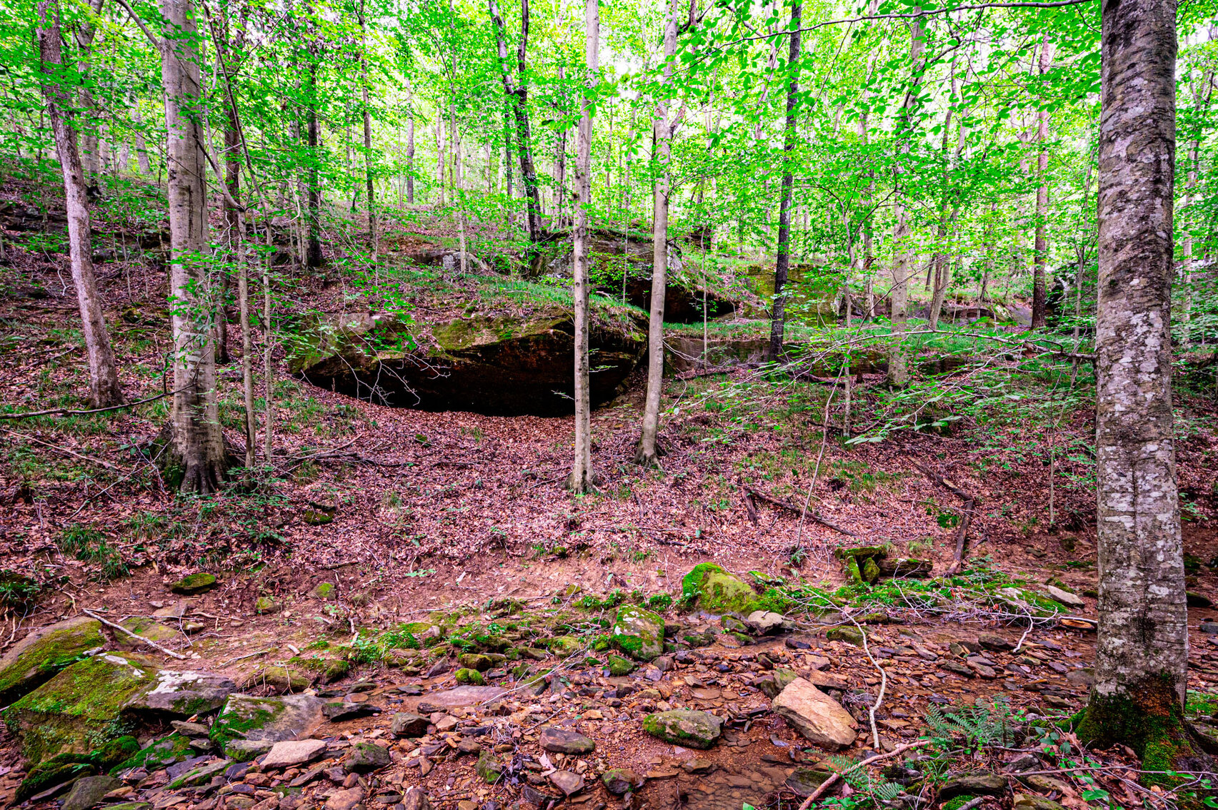 Image for 98.08 +/- Acres・Dunmor Deer Lick Road・Lewisburg・KY