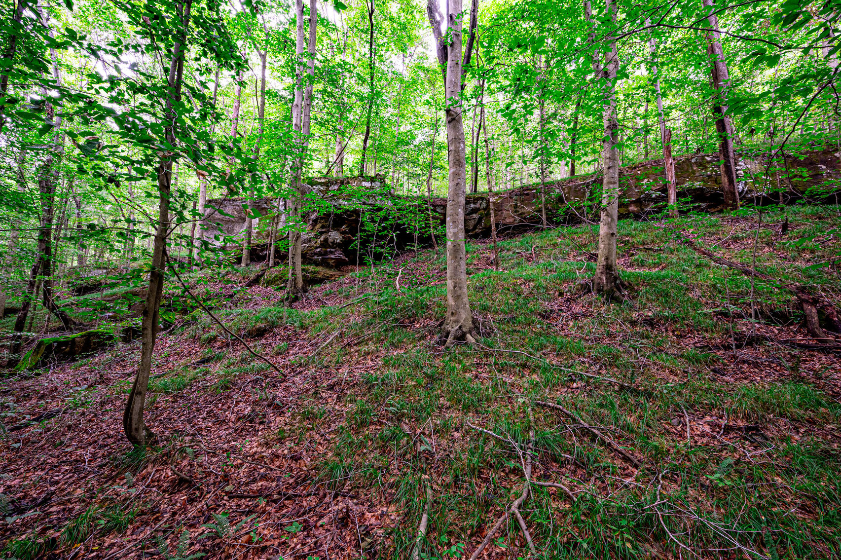 Image for 98.08 +/- Acres・Dunmor Deer Lick Road・Lewisburg・KY