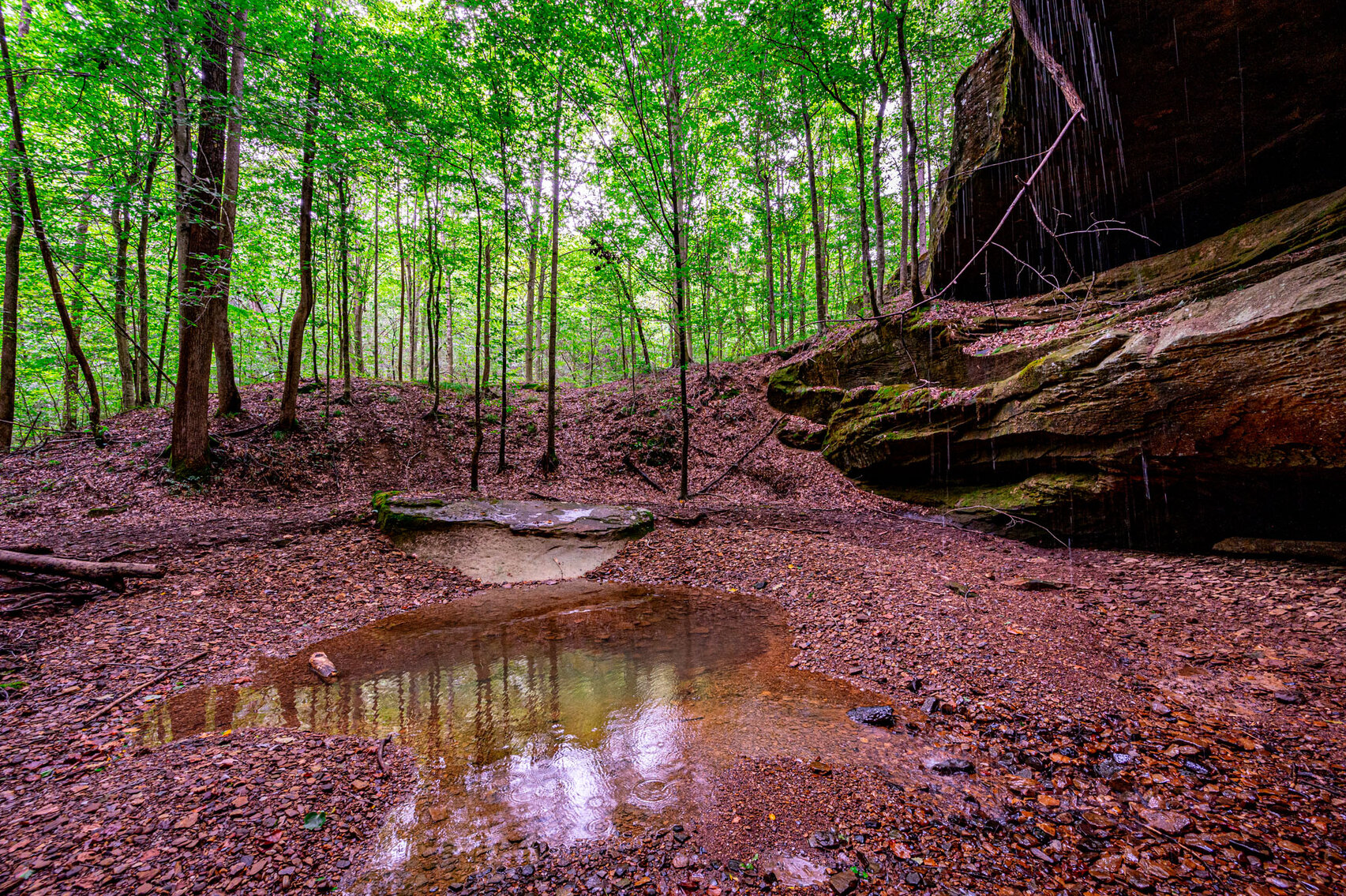 Image for 98.08 +/- Acres・Dunmor Deer Lick Road・Lewisburg・KY