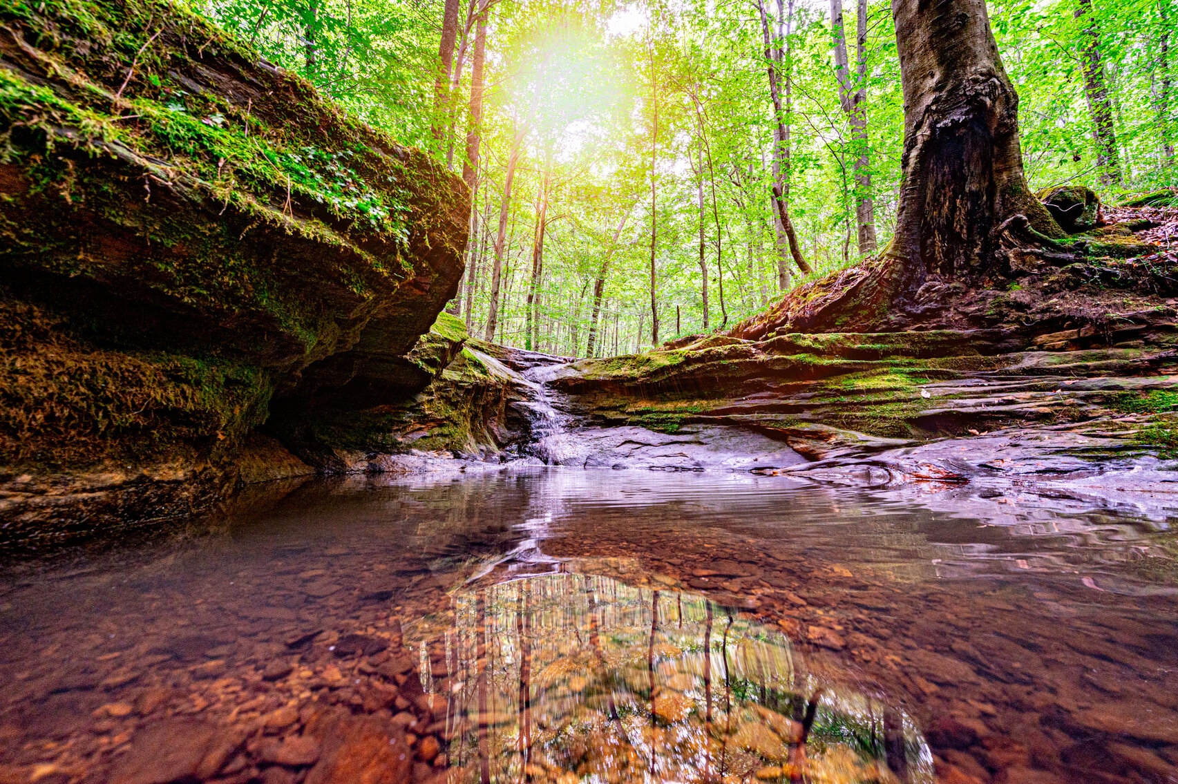 Image for 98.08 +/- Acres・Dunmor Deer Lick Road・Lewisburg・KY