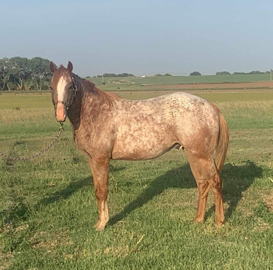 Central Livestock Horse Sale August 12th South Hutchinson, Kansas