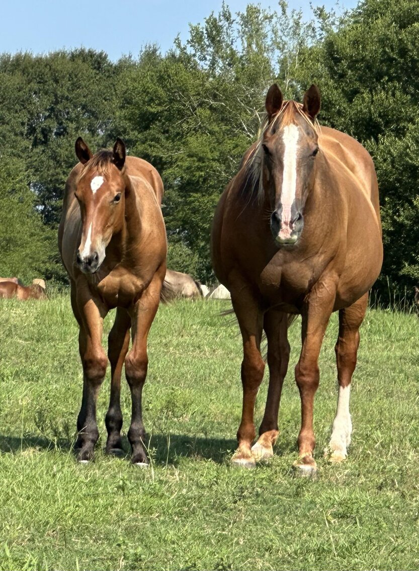 Image for Mize Horse Sale **Annual LM Production Sale - 