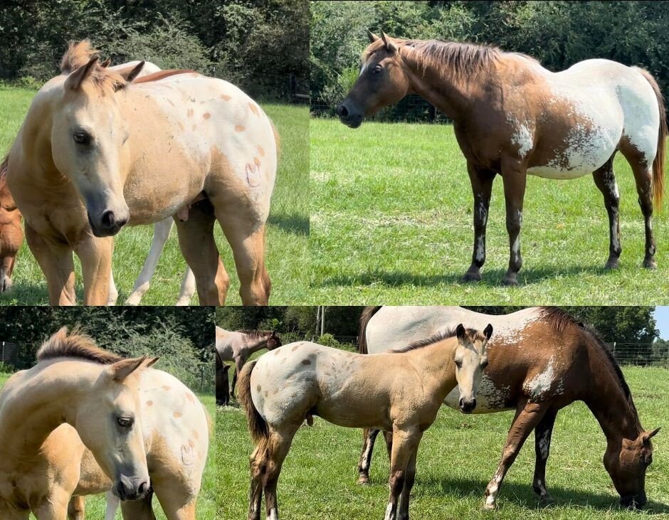 Image for Mize Horse Sale **Annual LM Production Sale - 