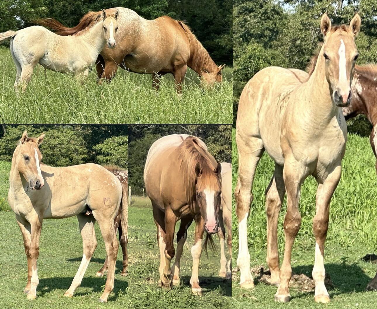 Image for Mize Horse Sale **Annual LM Production Sale - 