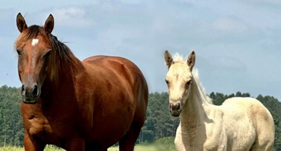 Image for Mize Horse Sale **Annual LM Production Sale - 