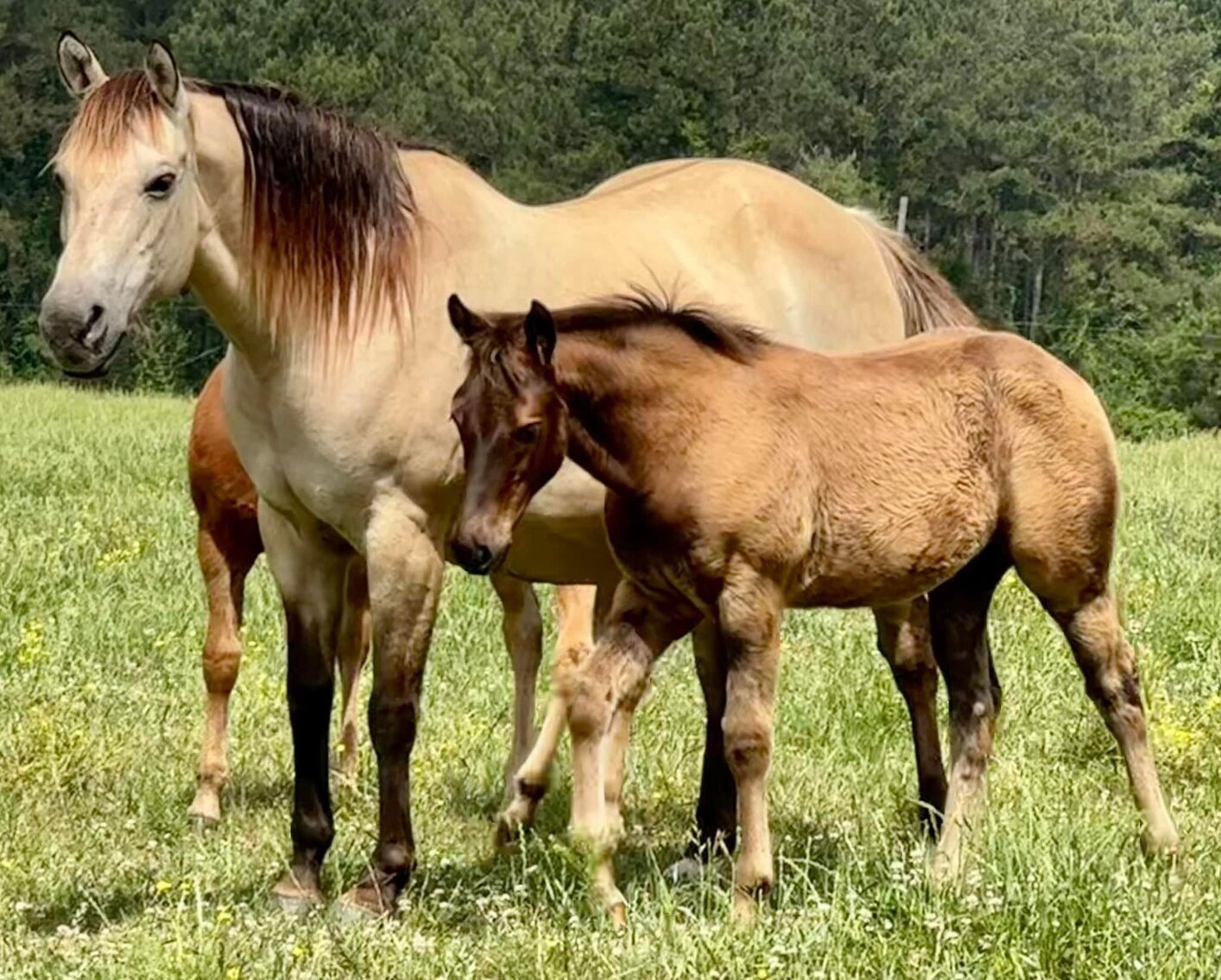 Image for Mize Horse Sale **Annual LM Production Sale - 