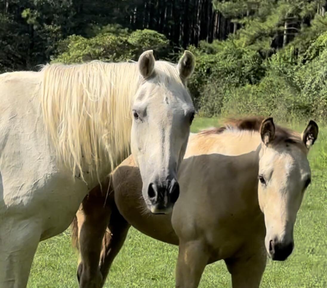 Image for Mize Horse Sale **Annual LM Production Sale - 