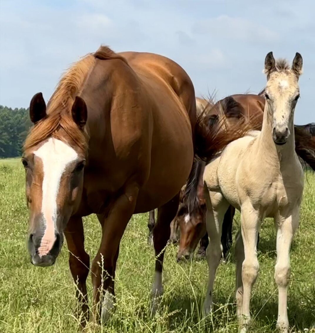 Image for Mize Horse Sale **Annual LM Production Sale - 