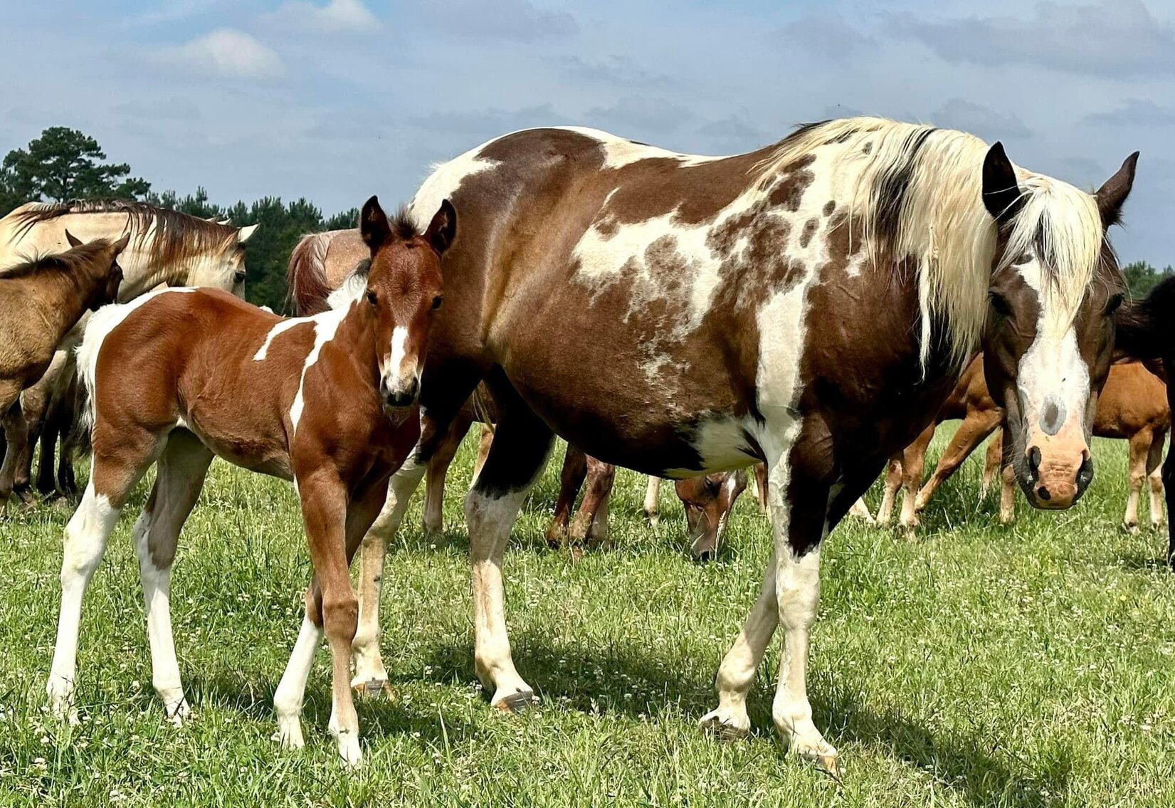 Image for Mize Horse Sale **Annual LM Production Sale - 