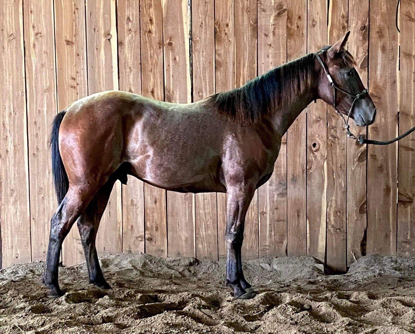 Image for Central Livestock Horse Sale - August 12th - South Hutchinson, Kansas