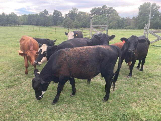 Image for Cattle Liquidation