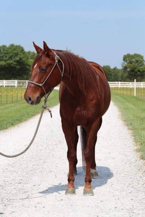 Image for Interstate Regional Stockyards Horse Sale - Cuba, Missouri September 20th