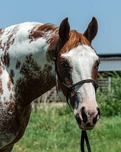 Image for Interstate Regional Stockyards Horse Sale - Cuba, Missouri September 20th
