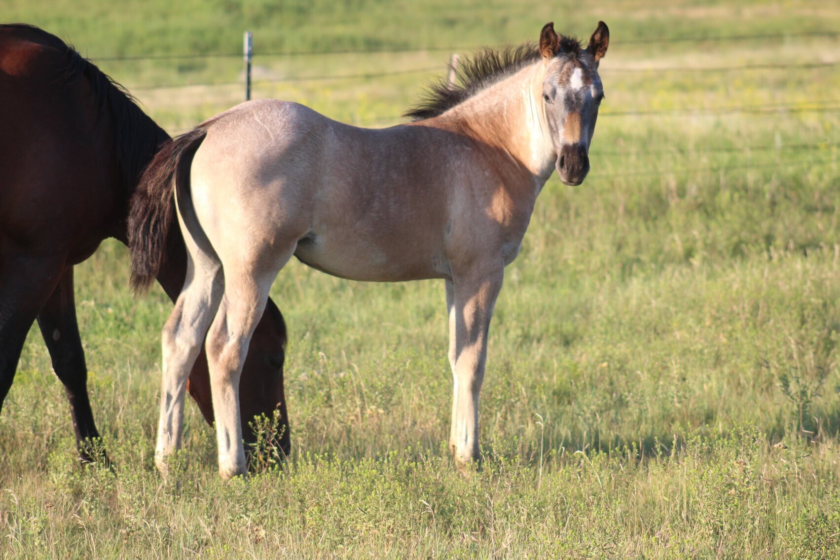 HermansonKist Fall All Breed Horse Sale Mandan, North Dakota