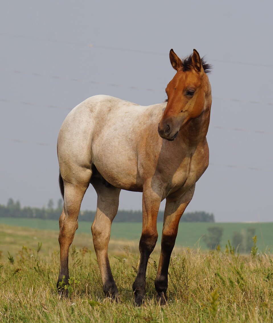 Image for Hermanson-Kist Fall All Breed Horse Sale - Mandan, North Dakota - September 14, 15, 16