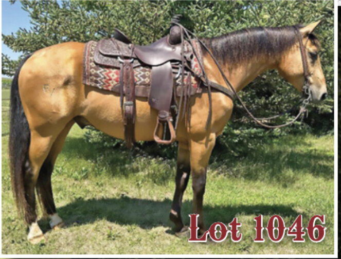 HermansonKist Fall All Breed Horse Sale Mandan, North Dakota