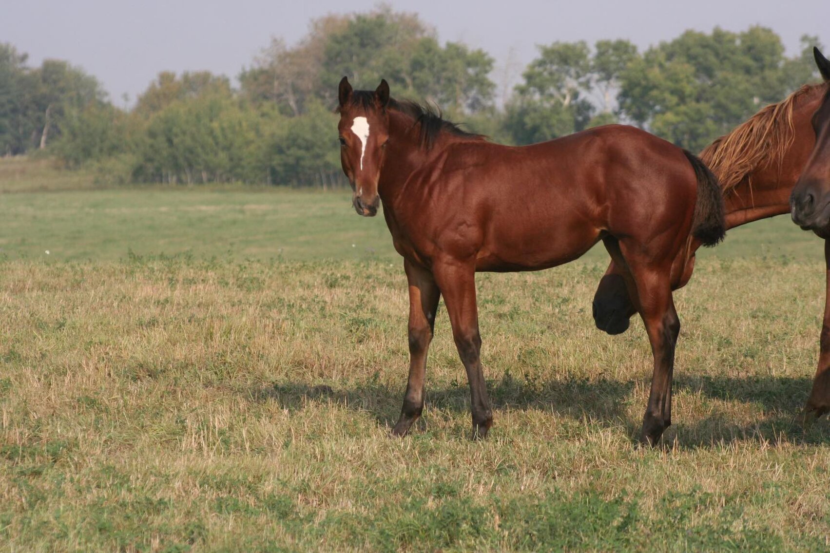 Image for Hermanson-Kist Fall All Breed Horse Sale - Mandan, North Dakota - September 14, 15, 16