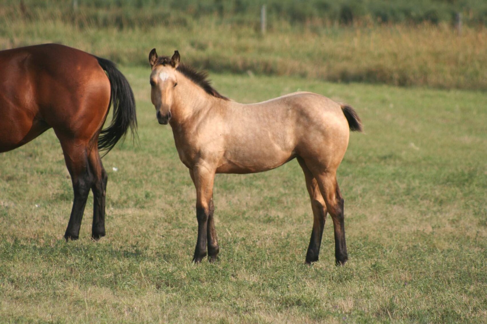 Image for Hermanson-Kist Fall All Breed Horse Sale - Mandan, North Dakota - September 14, 15, 16