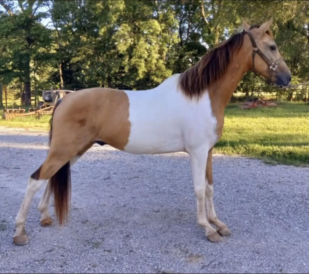 Missouri Gaited Trail Horse Sale SATURDAY SEPTEMBER 9TH Ava Missouri