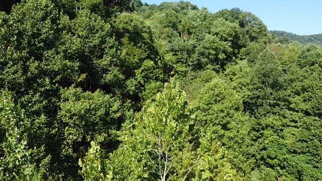 Image for SOLD - Nearly 300 Acres in Fayette County Selling to the Highest Bidder