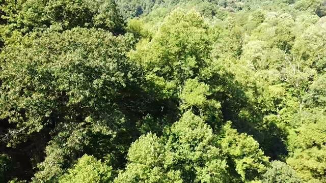 Image for SOLD - Nearly 300 Acres in Fayette County Selling to the Highest Bidder